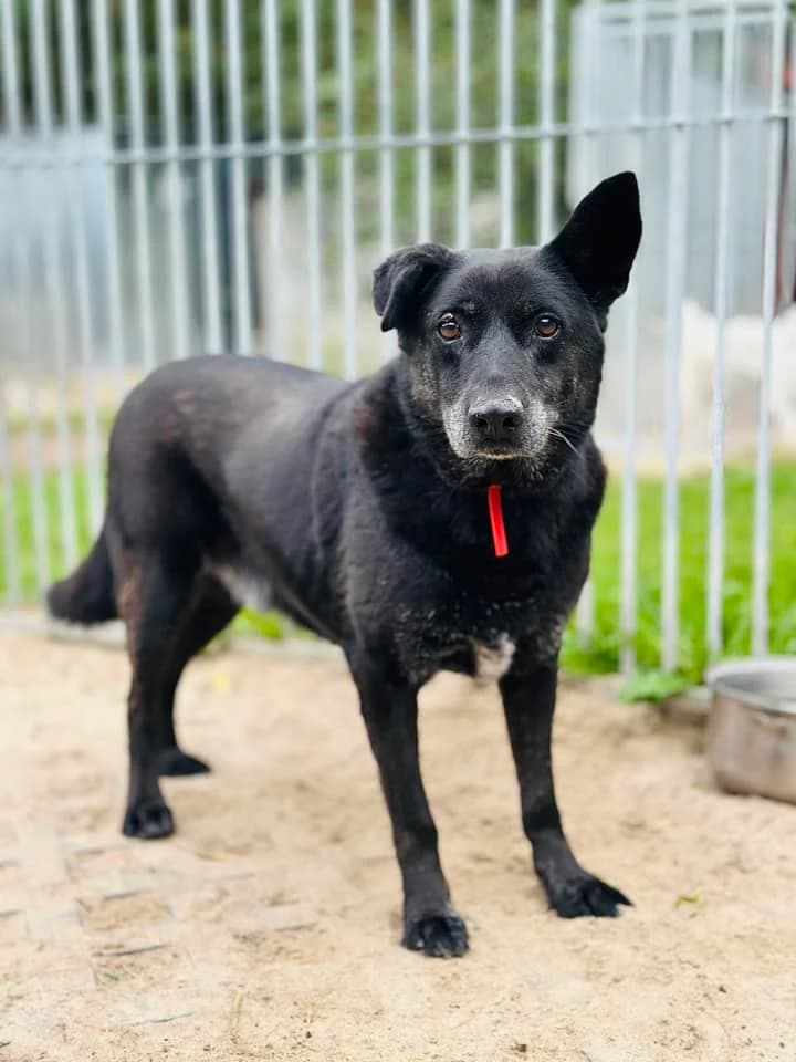 Piszczałka, female 5yo Mixed Breed for adoption at Schronisko dla Bezdomnych Zwierząt w Celestynowie, Celestynów