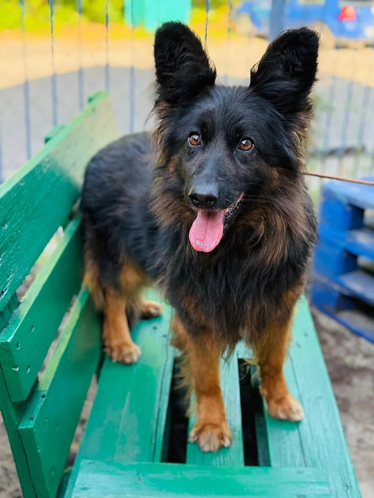 Piszczałka, female young Mixed Breed for adoption at Schronisko dla Bezdomnych Zwierząt w Celestynowie, Celestynów