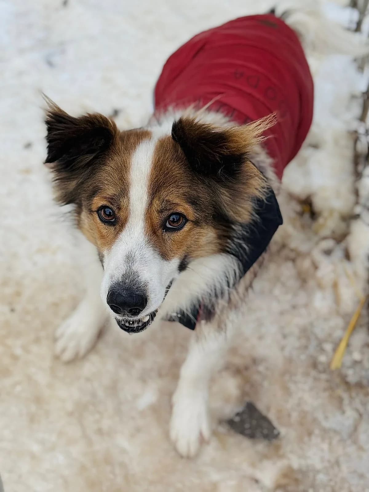 Poranek, male senior Mixed Breed for adoption at Schronisko dla Bezdomnych Zwierząt w Celestynowie, Celestynów