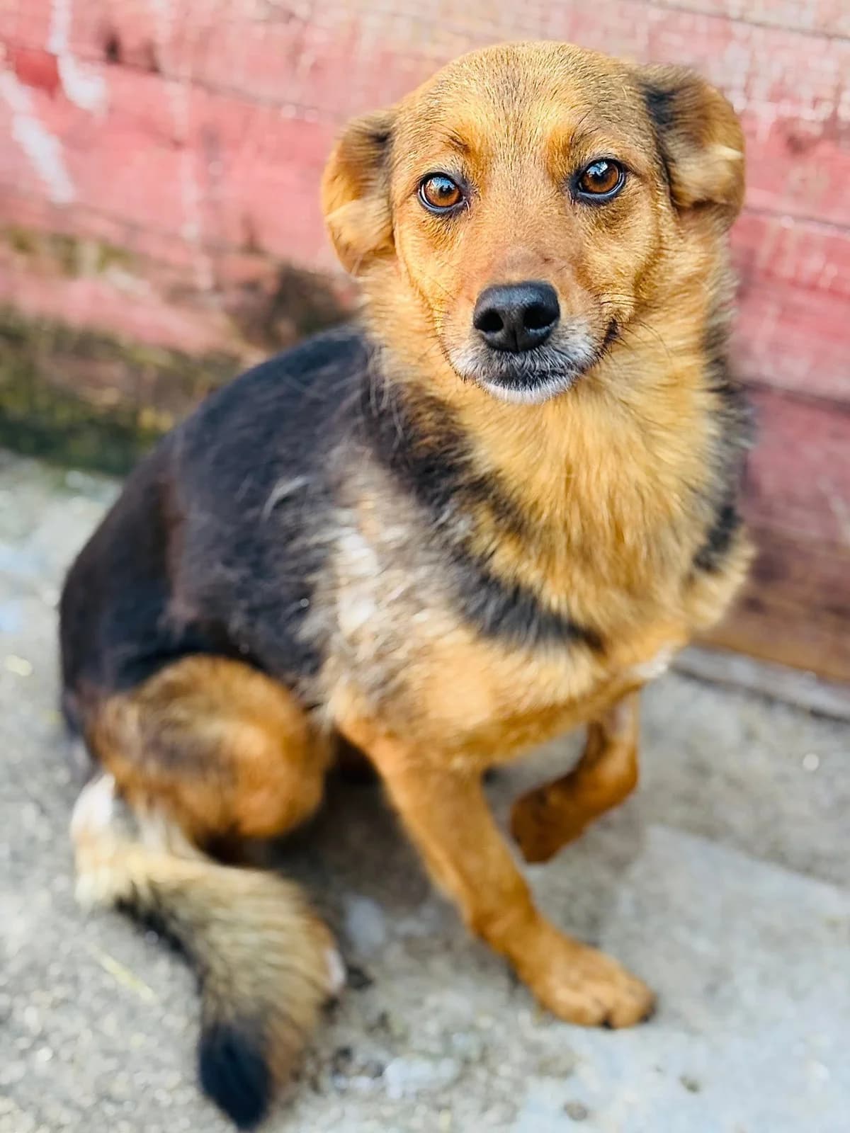 Salto, male senior Mixed Breed for adoption at Schronisko dla Bezdomnych Zwierząt w Celestynowie, Celestynów