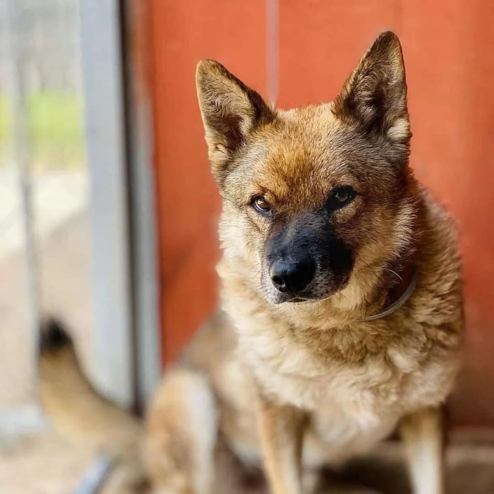 Sopran, male Mixed Breed for adoption at Schronisko dla Bezdomnych Zwierząt w Celestynowie, Celestynów