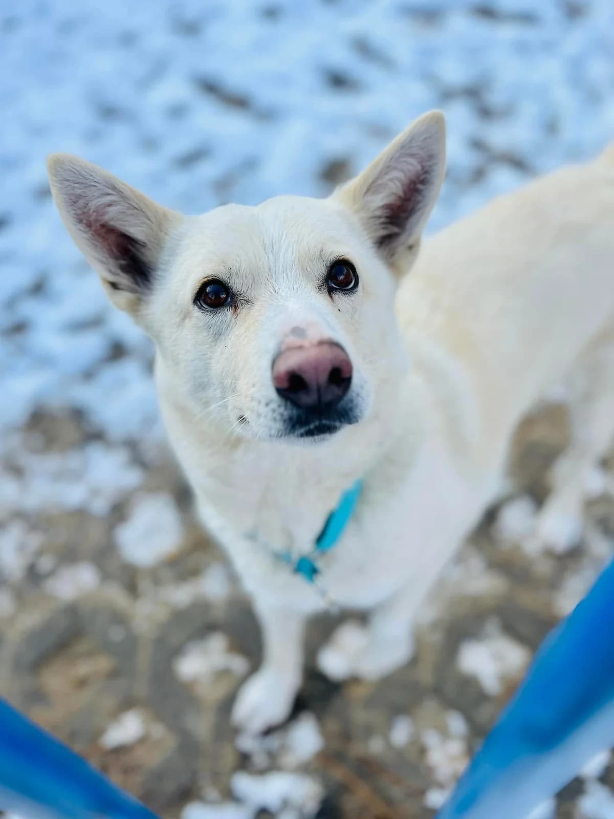 Sucharek, brązowy, długie nóżki, wychudzony - przybierający na wadze male senior Mixed Breed for adoption at Schronisko dla Bezdomnych Zwierząt w Celestynowie, Celestynów