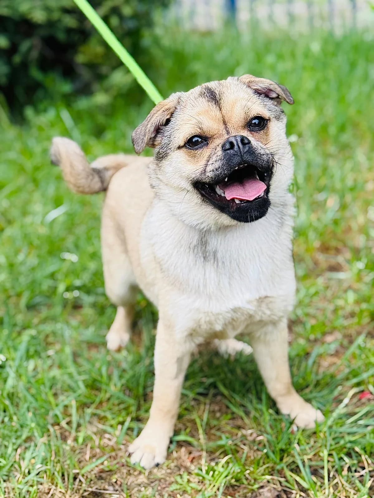 Vira, female 7yo Mixed Breed for adoption at Schronisko dla Bezdomnych Zwierząt w Celestynowie, Celestynów