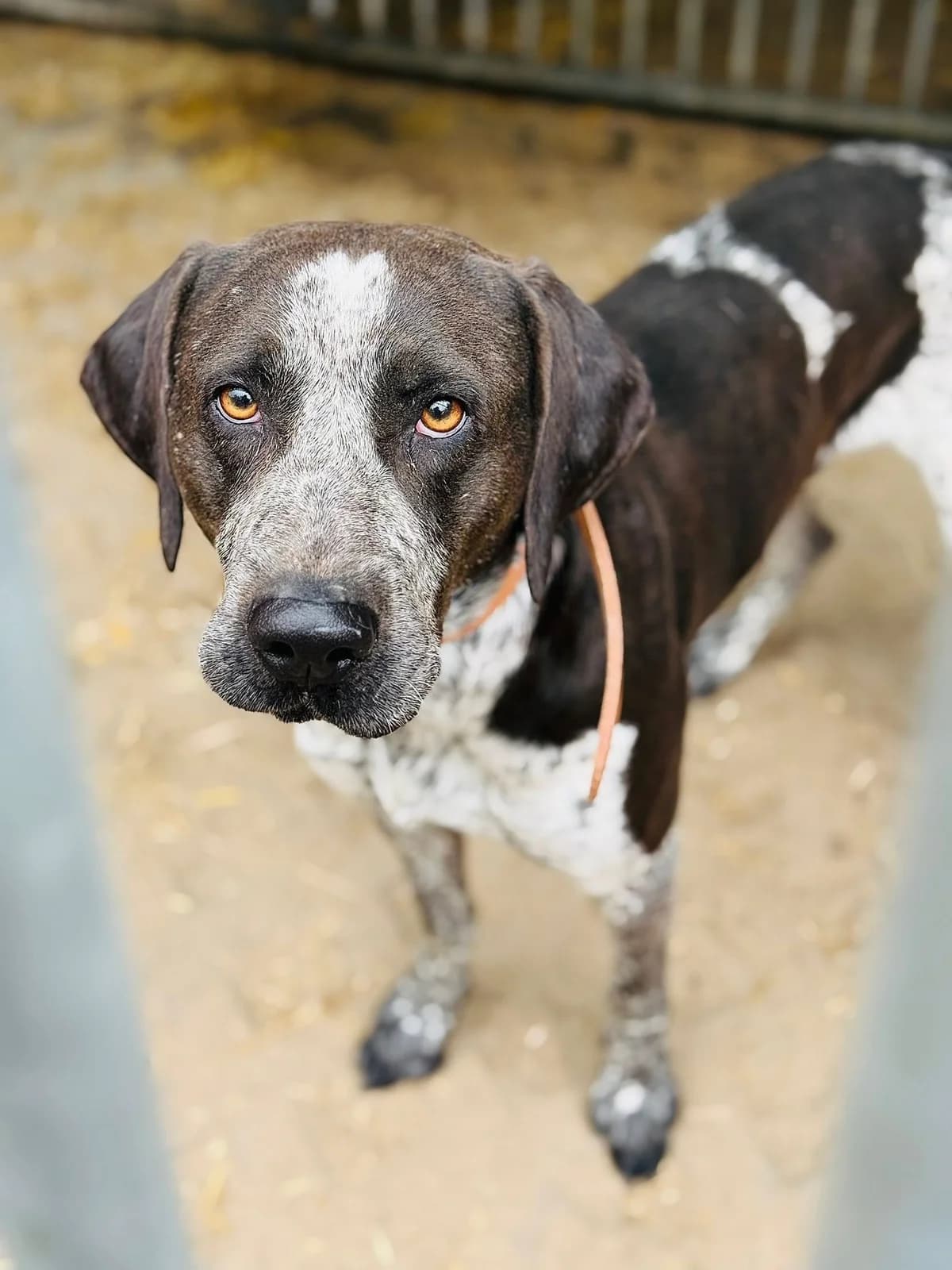 Yosyp, male 5yo Mixed Breed for adoption at Schronisko dla Bezdomnych Zwierząt w Celestynowie, Celestynów