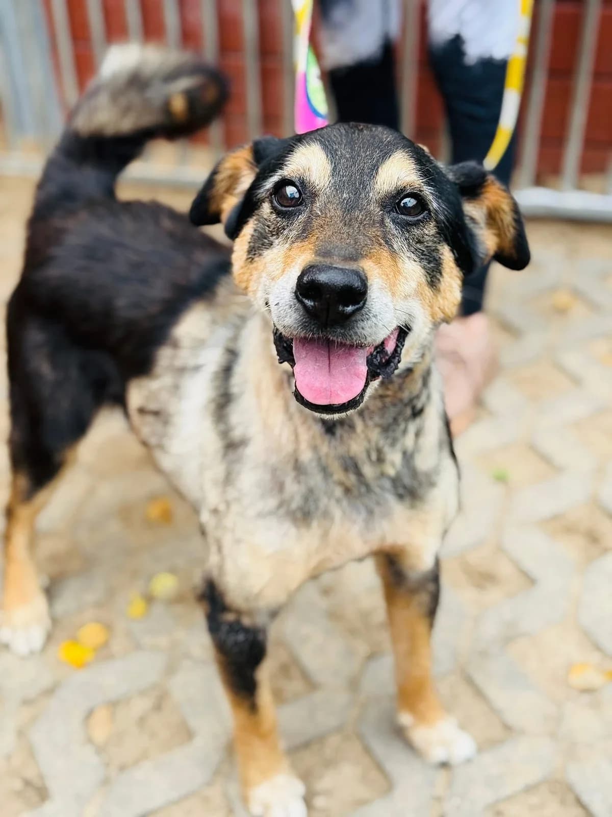Yosyp, male senior Mixed Breed for adoption at Schronisko dla Bezdomnych Zwierząt w Celestynowie, Celestynów