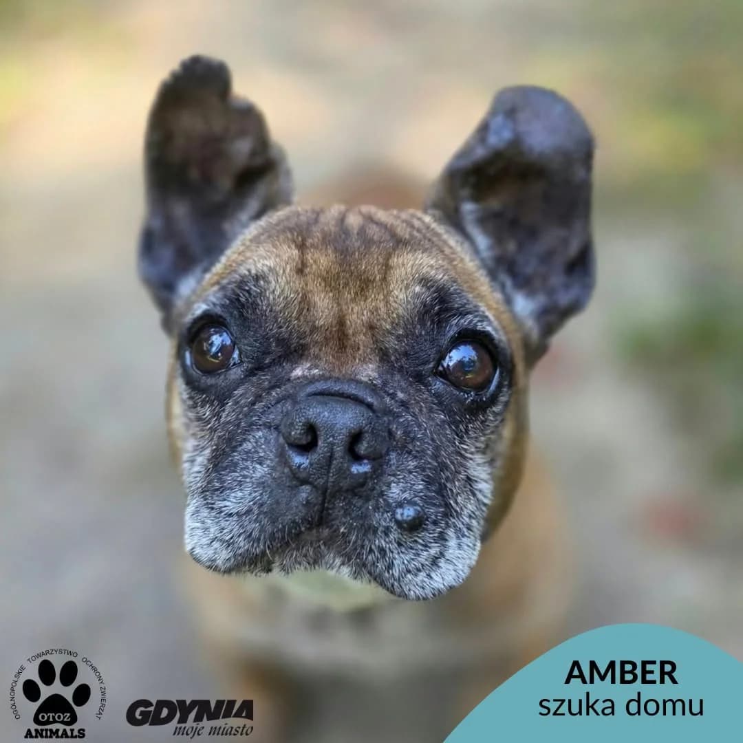 Amber, male 7yo Mixed Breed for adoption at OTOZ Animals Schronisko Ciapkowo
