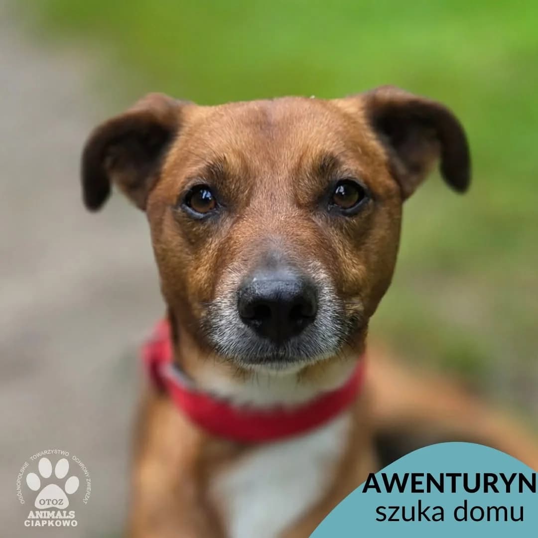 Awenturyn, male 5yo mixed breed for adoption at Schronisko Ciapkowo Gdynia