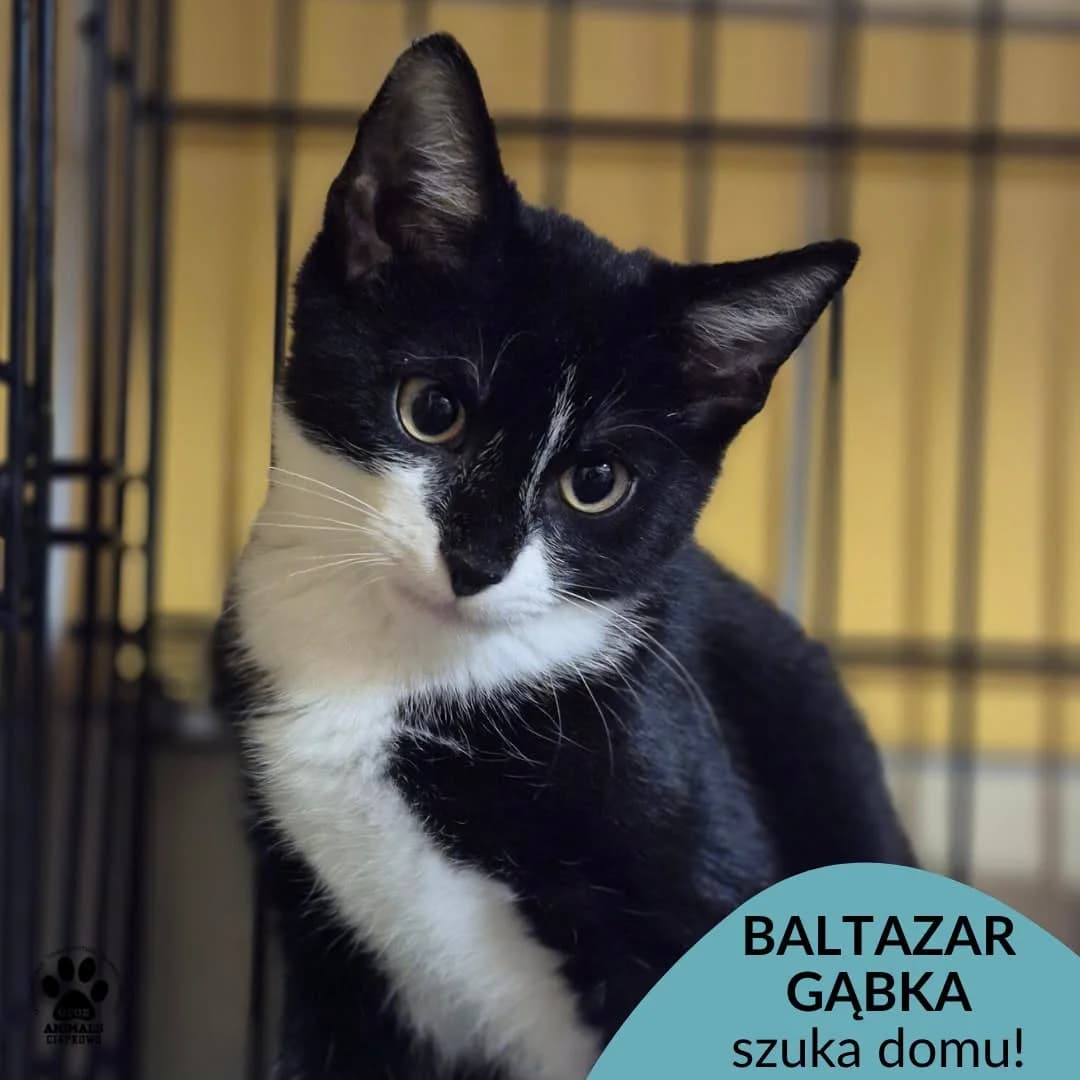 Baltazar Gąbka, 3yo Mixed Breed for adoption at OTOZ Animals Schronisko Ciapkowo