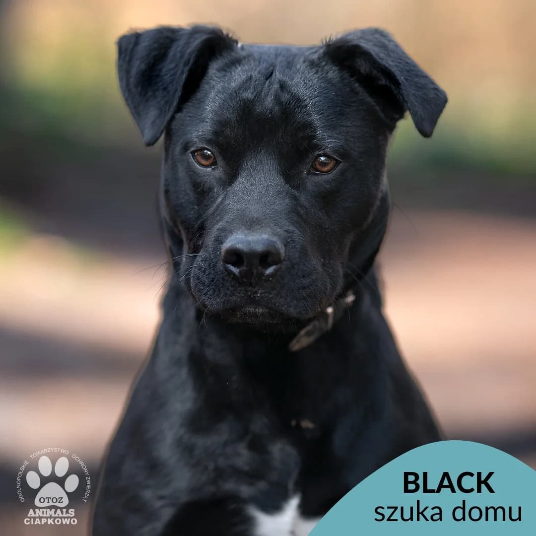 Black, male young Mixed Breed for adoption at OTOZ Animals Schronisko Ciapkowo