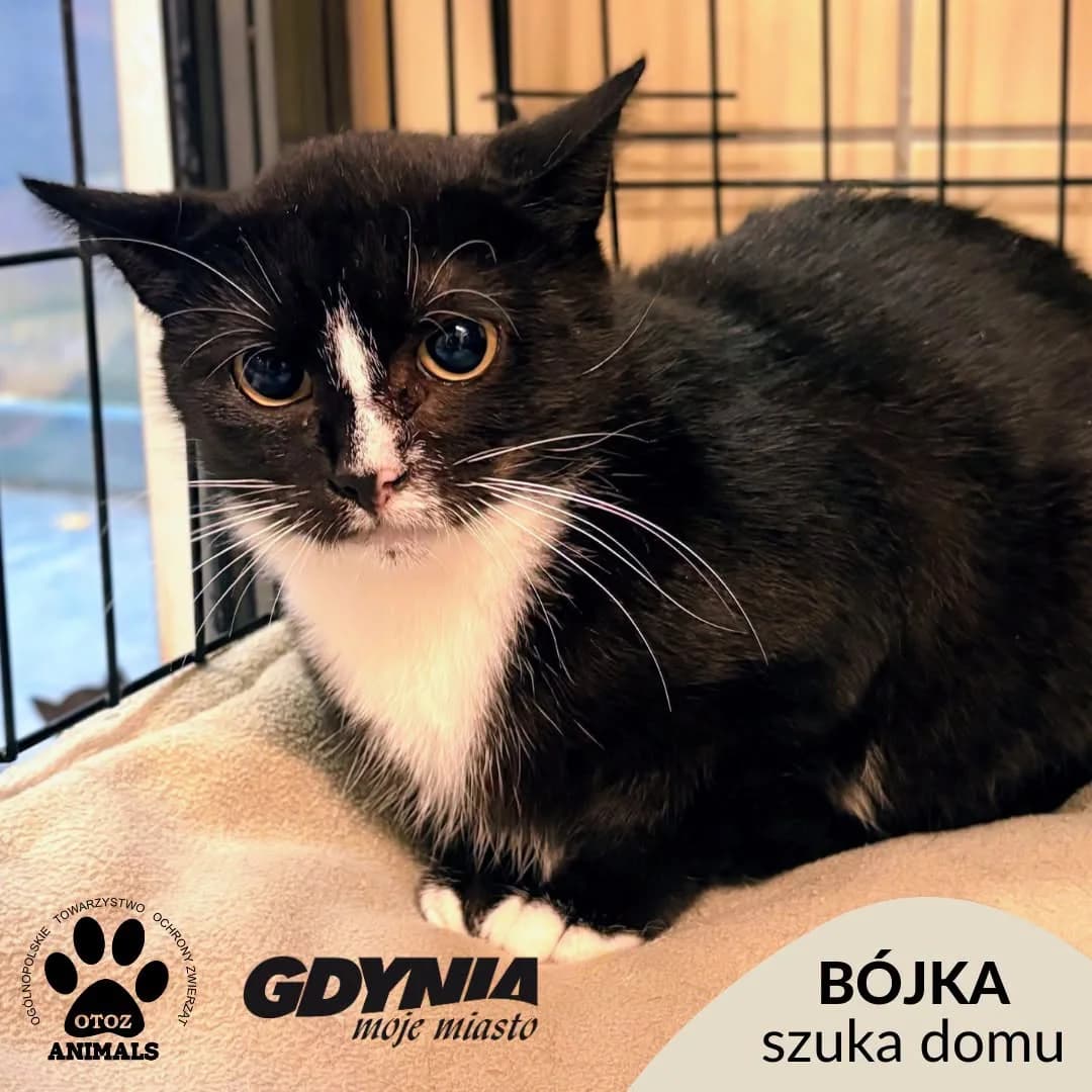 Bójka, female young Mixed Breed for adoption at OTOZ Animals Schronisko Ciapkowo