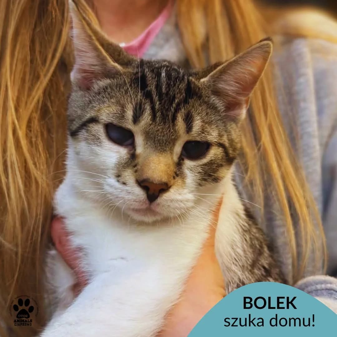 Bolek, 3yo Mixed Breed for adoption at OTOZ Animals Schronisko Ciapkowo