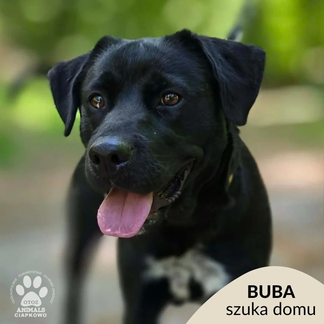 Buba, 3yo Mixed Breed for adoption at OTOZ Animals Schronisko Ciapkowo