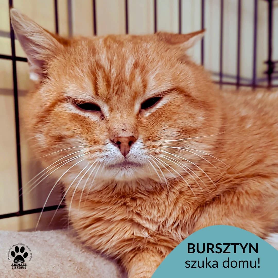 Bursztyn, 4yo Mixed Breed for adoption at OTOZ Animals Schronisko Ciapkowo