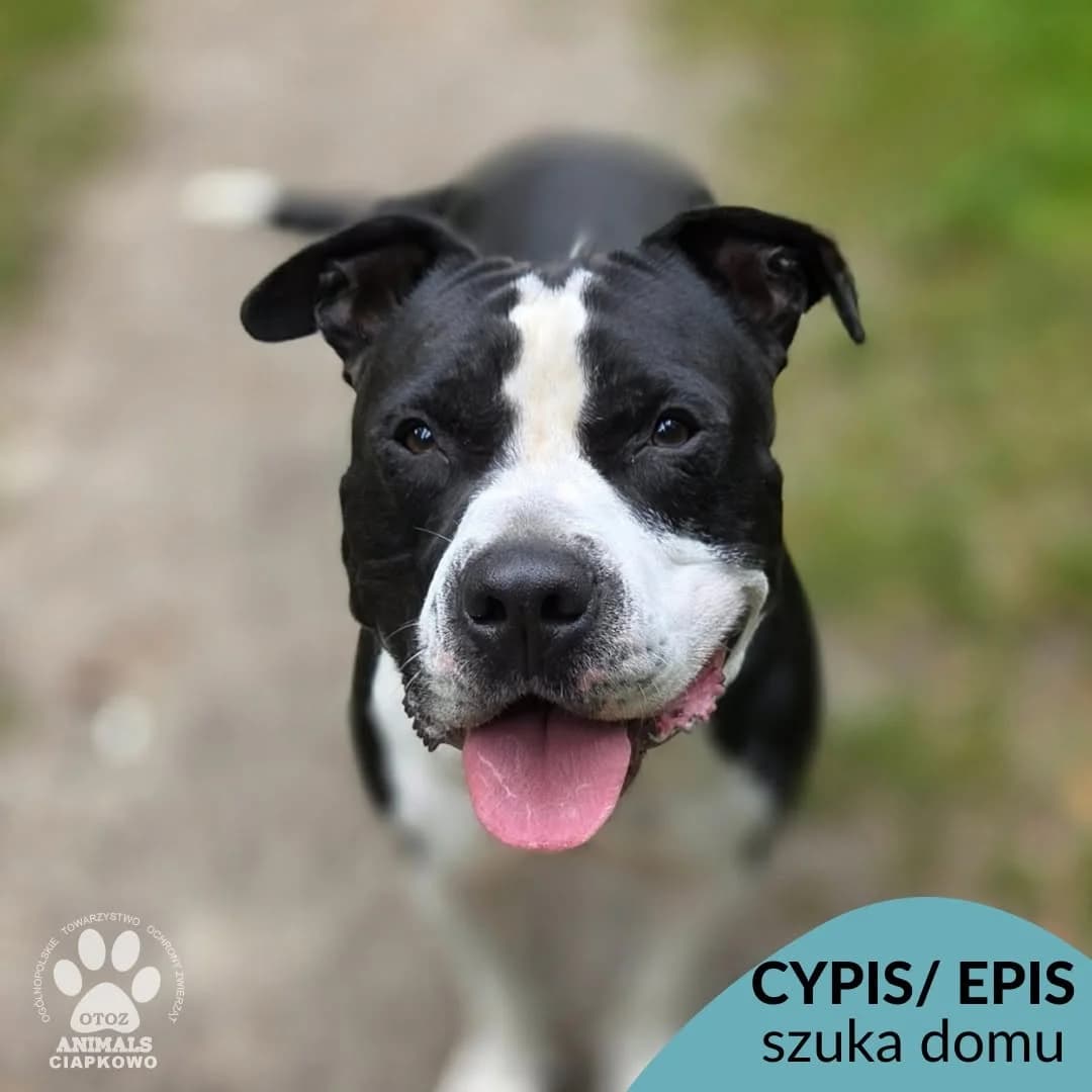 Cypis/Epis, male 3yo American Staffordshire Terrier for adoption at Schronisko Ciapkowo Gdynia