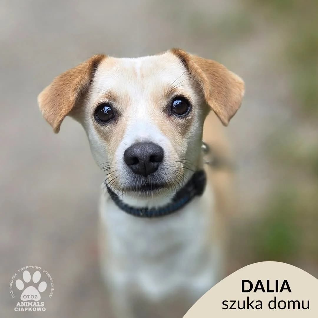 Dalia, female 4yo mixed breed for adoption at Schronisko Ciapkowo Gdynia