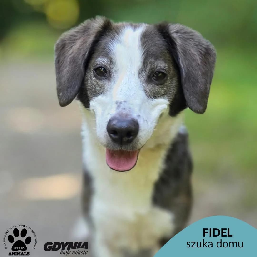 Fidel, male senior Mixed Breed for adoption at OTOZ Animals Schronisko Ciapkowo
