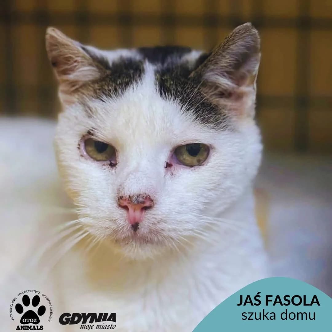 Jaś Fasola, senior Mixed Breed for adoption at OTOZ Animals Schronisko Ciapkowo