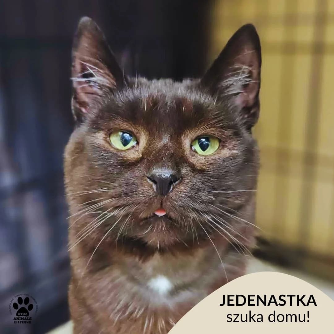 Jedenastka, female 6yo Mixed Breed for adoption at OTOZ Animals Schronisko Ciapkowo