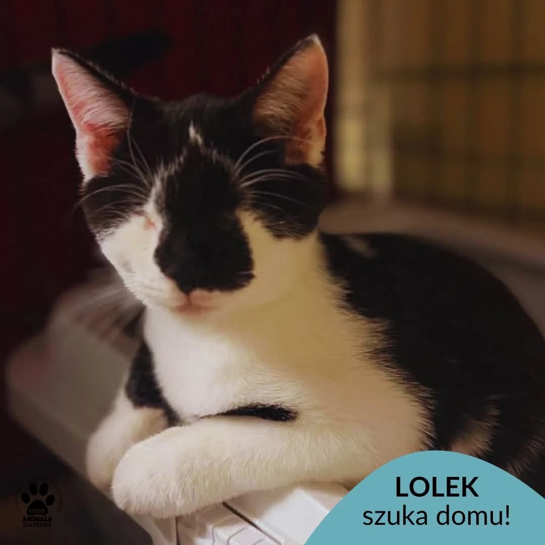 Lolek, Mixed Breed for adoption at OTOZ Animals Schronisko Ciapkowo