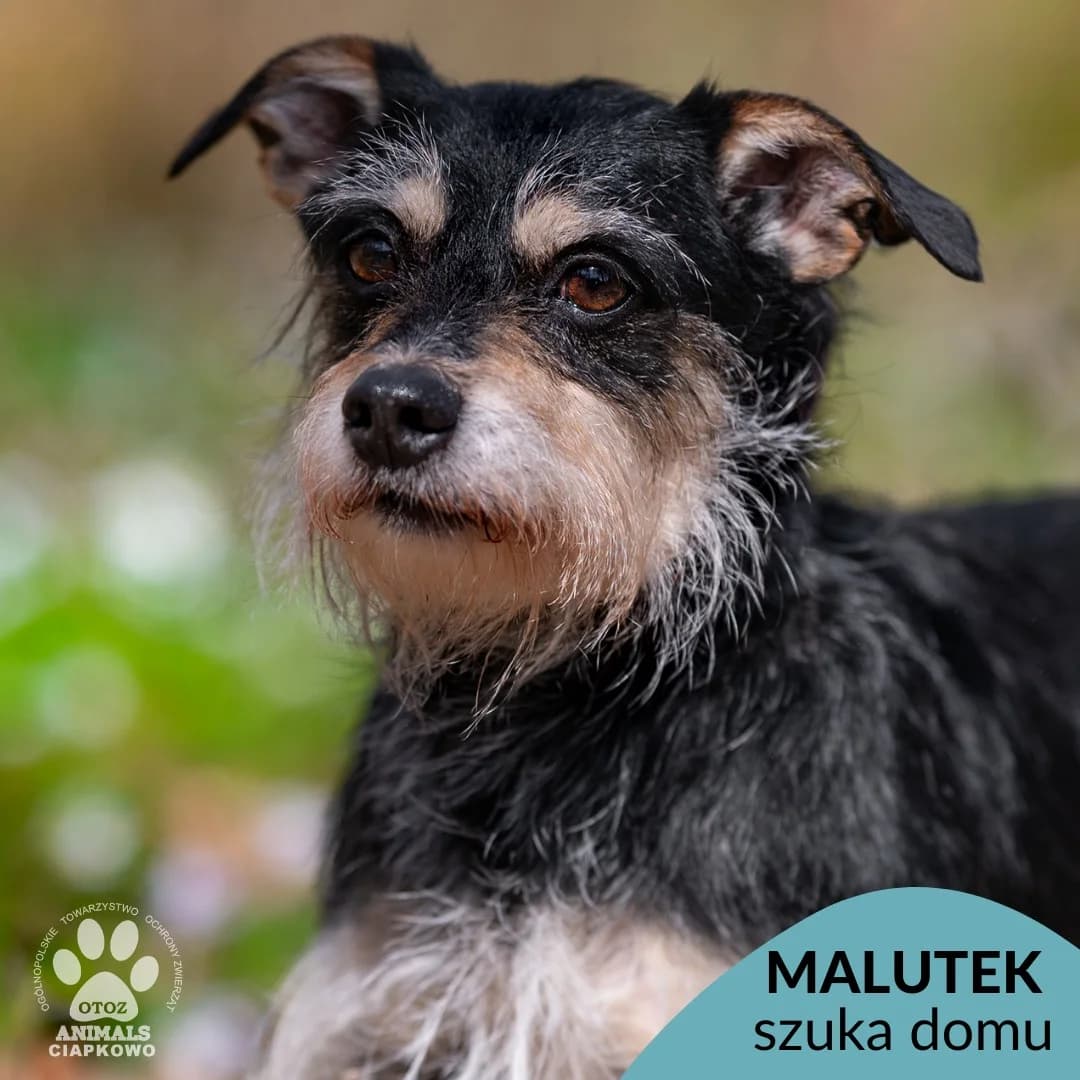 Malutek, male senior Mixed Breed for adoption at OTOZ Animals Schronisko Ciapkowo