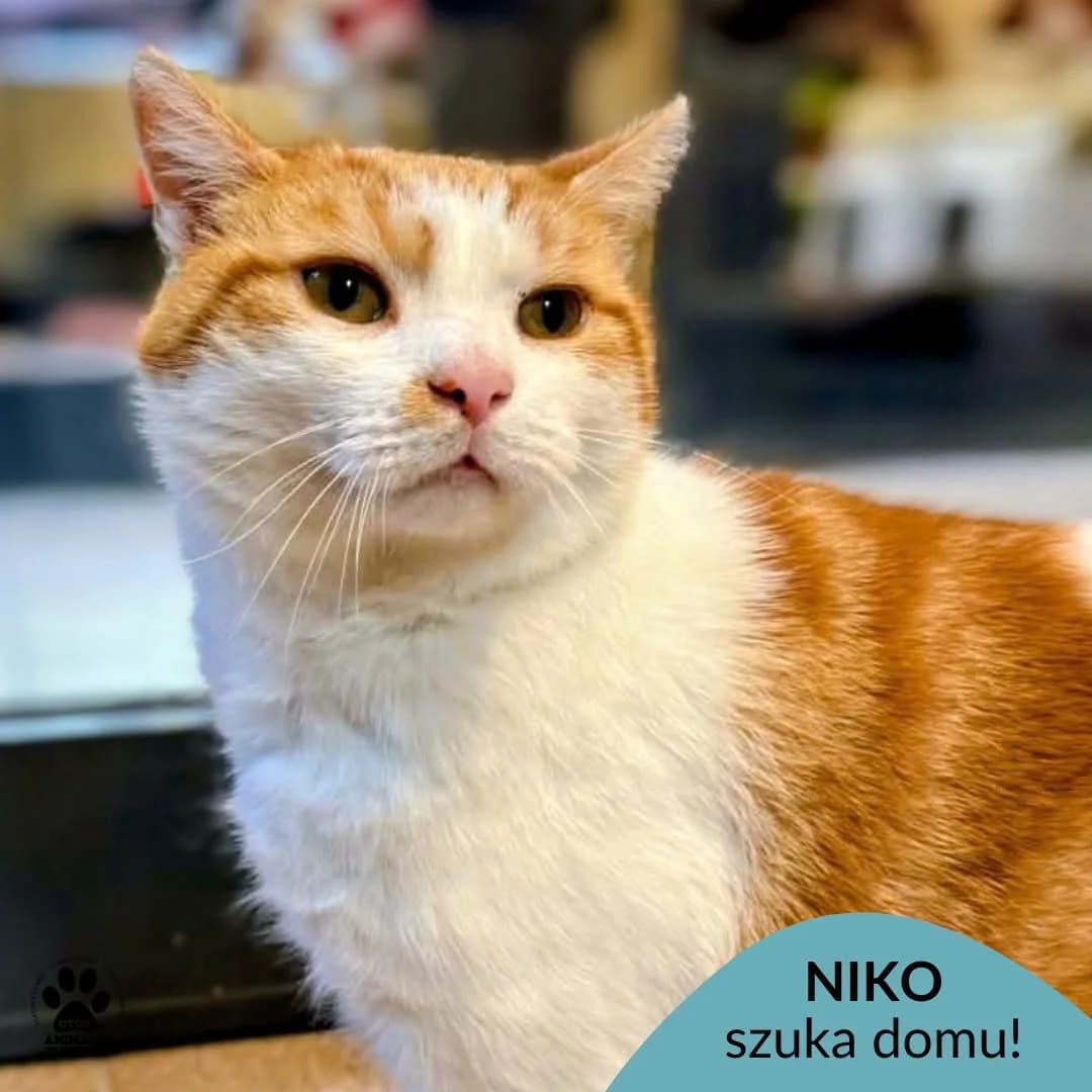 Niko, 5yo Mixed Breed for adoption at OTOZ Animals Schronisko Ciapkowo