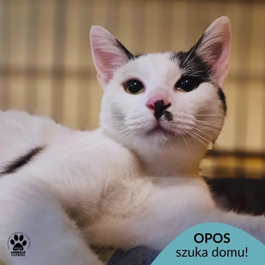 Opos, 5yo Mixed Breed for adoption at OTOZ Animals Schronisko Ciapkowo