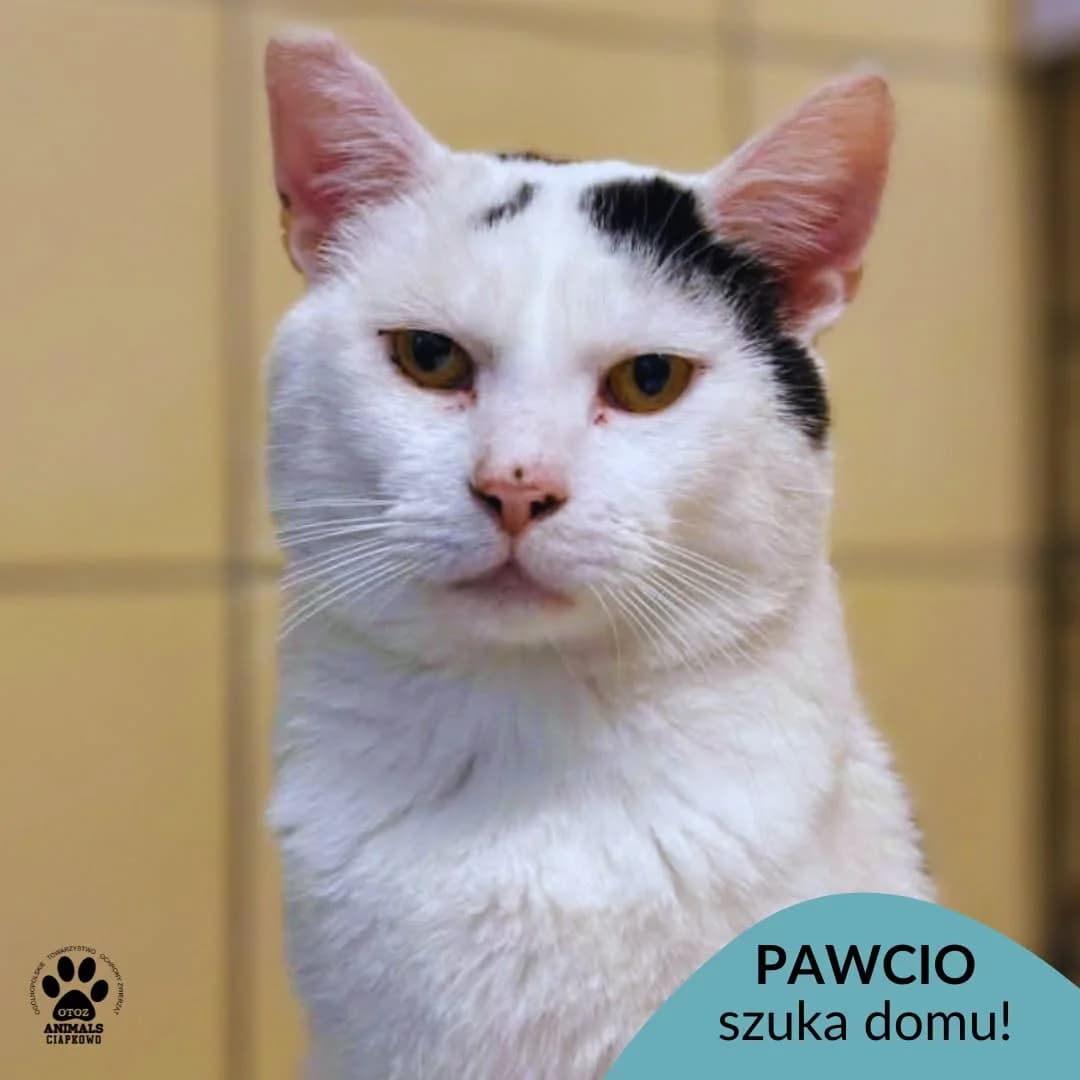Pawcio, 5yo Mixed Breed for adoption at OTOZ Animals Schronisko Ciapkowo