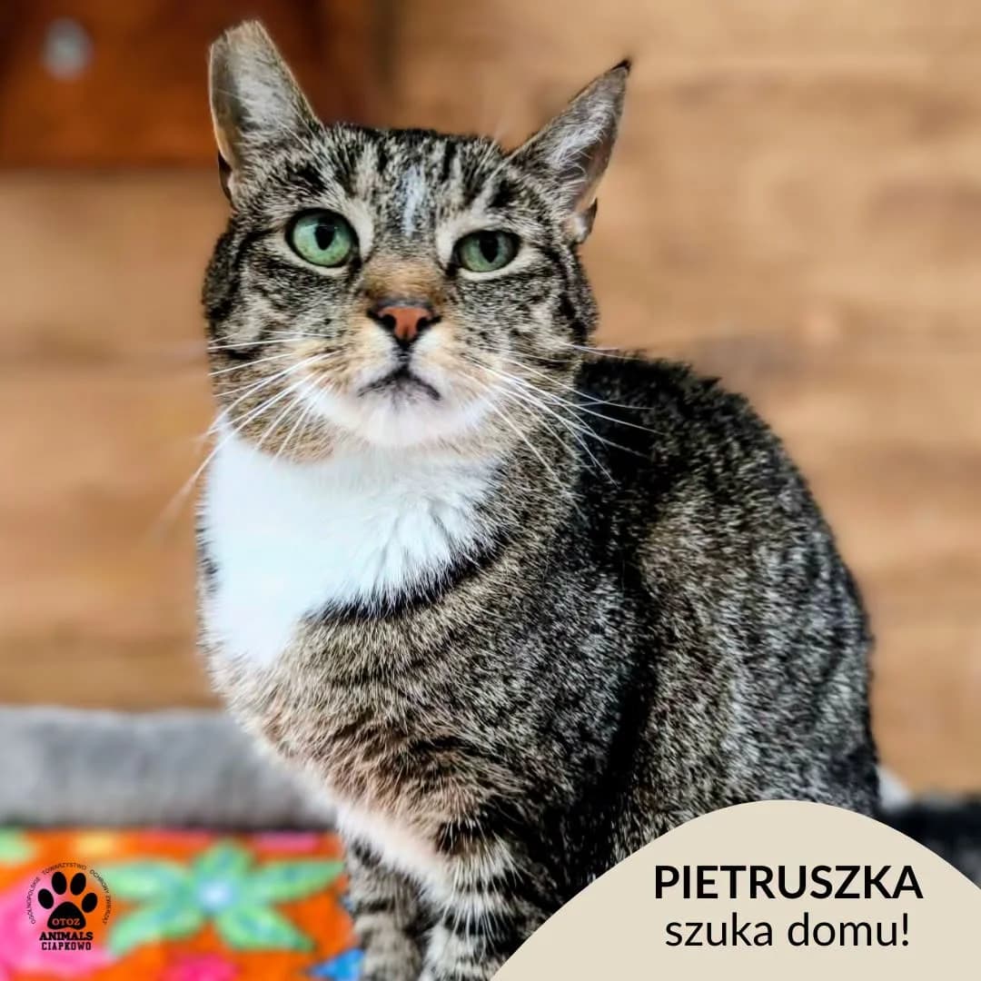 Pietruszka, female 5yo Mixed Breed for adoption at OTOZ Animals Schronisko Ciapkowo