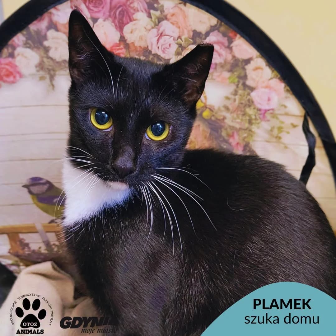 Plamek, Mixed Breed for adoption at OTOZ Animals Schronisko Ciapkowo
