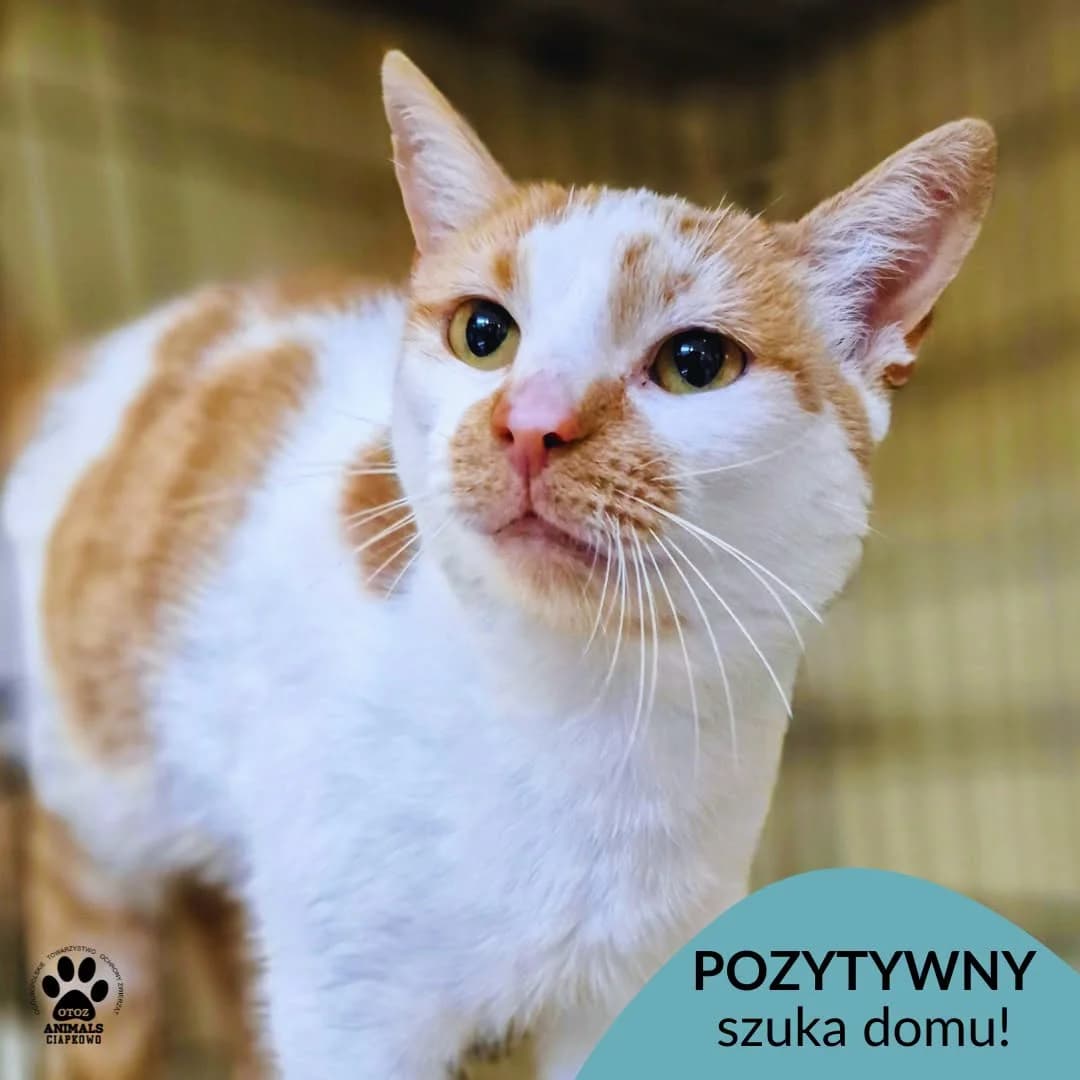 Pozytywny, 5yo Mixed Breed for adoption at OTOZ Animals Schronisko Ciapkowo