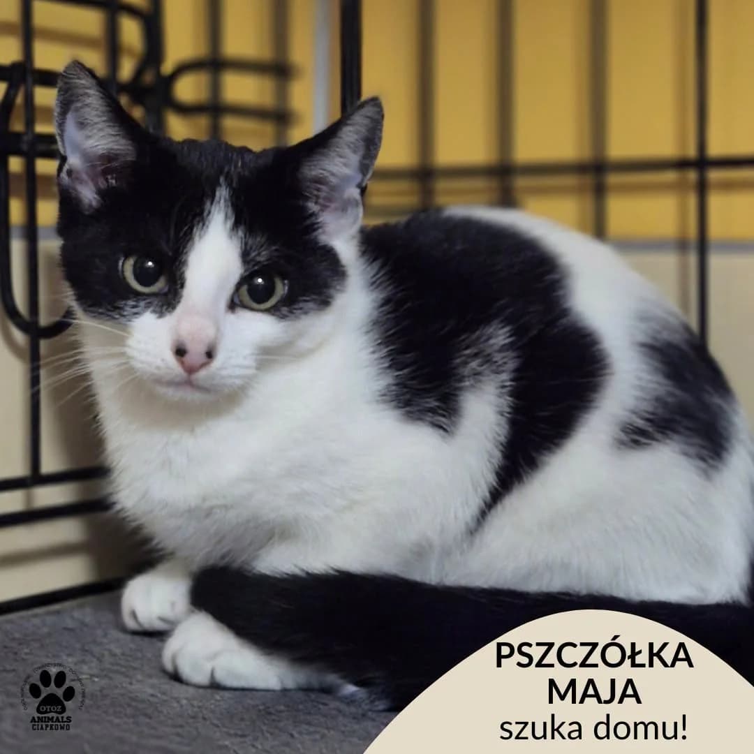 Pszczółka Maja, female 3yo Mixed Breed for adoption at OTOZ Animals Schronisko Ciapkowo