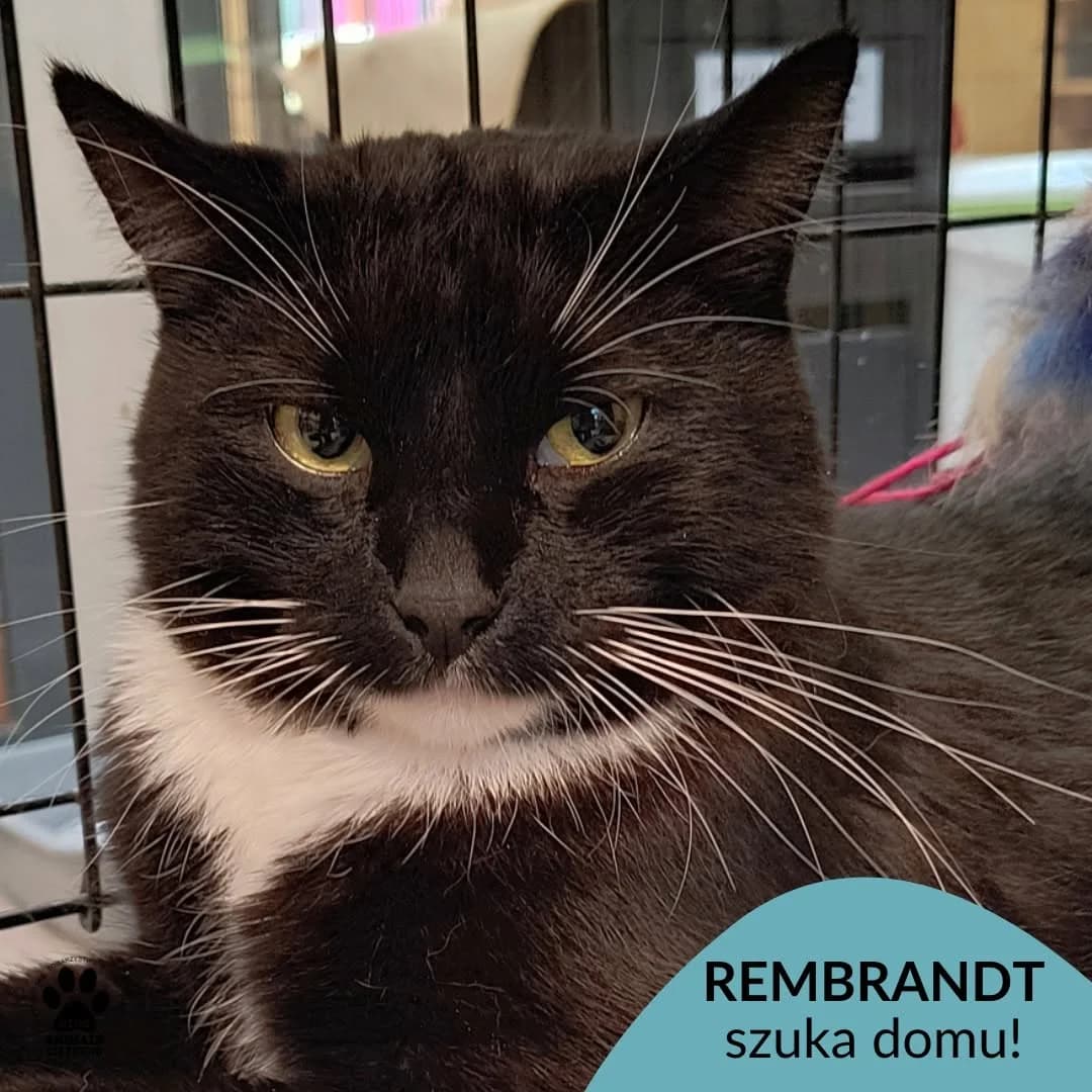 Rembrandt, 3yo Mixed Breed for adoption at OTOZ Animals Schronisko Ciapkowo
