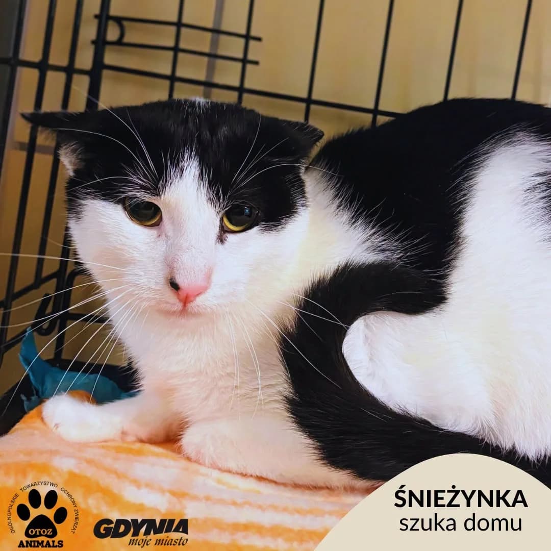 Śnieżynka, female 5yo Mixed Breed for adoption at OTOZ Animals Schronisko Ciapkowo