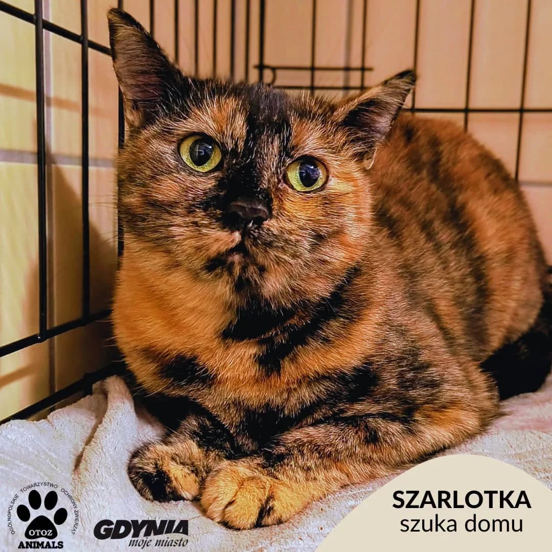 Szarlotka, female Mixed Breed for adoption at OTOZ Animals Schronisko Ciapkowo