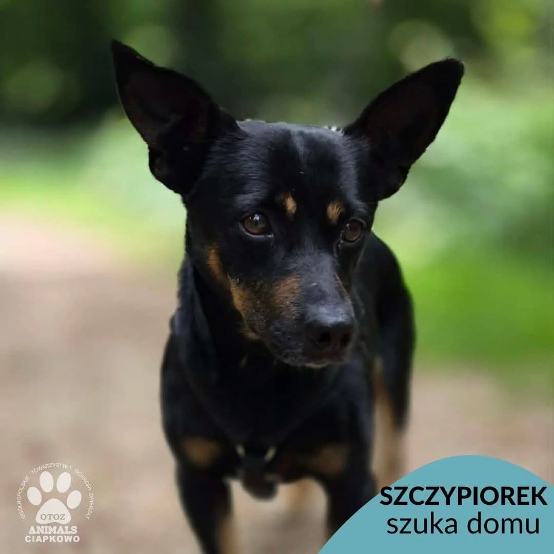 Szczypiorek, male 4yo Mixed Breed for adoption at OTOZ Animals Schronisko Ciapkowo