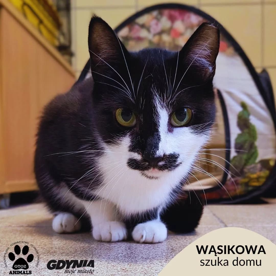Wąsikowa, female Mixed Breed for adoption at OTOZ Animals Schronisko Ciapkowo