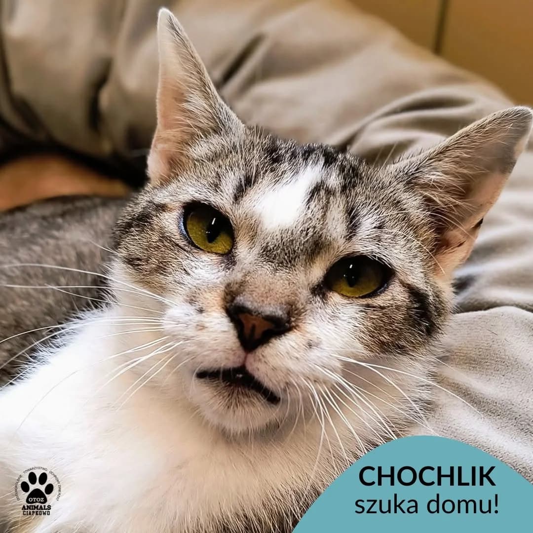 Chochlik, male 5yo Mixed Breed for adoption at Schronisko Ciapkowo Gdynia