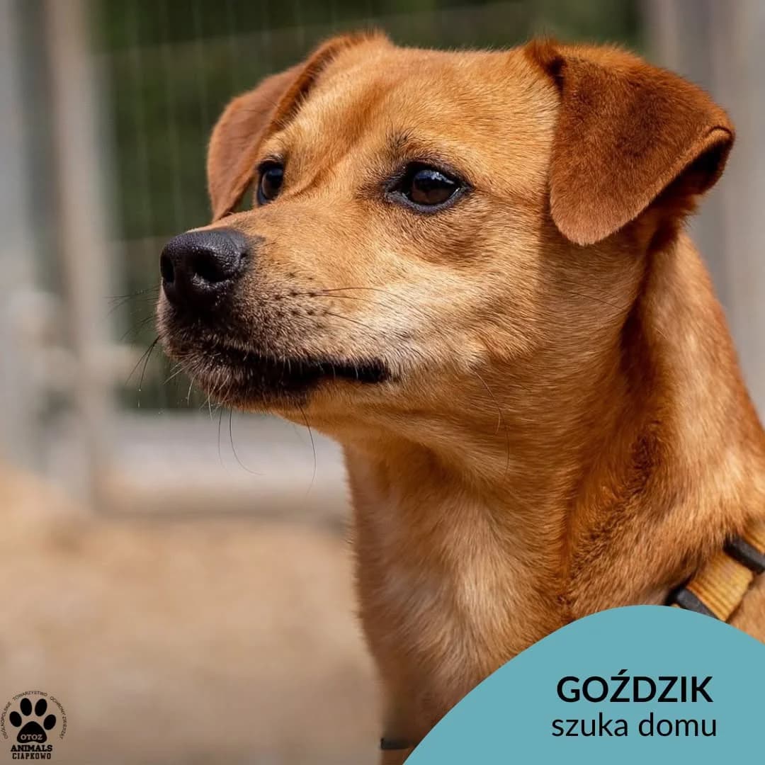 Goździk, male senior mixed breed for adoption at Schronisko Ciapkowo Gdynia