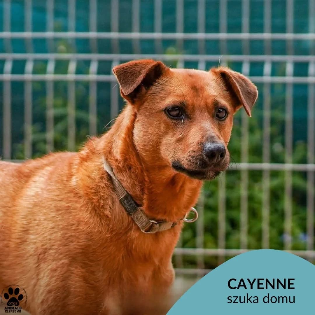 Cayenne, male senior mixed breed for adoption at Schronisko Ciapkowo Gdynia