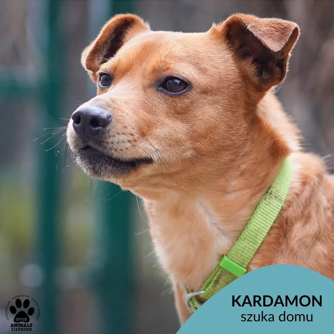 Kardamon, male senior mixed breed for adoption at Schronisko Ciapkowo Gdynia