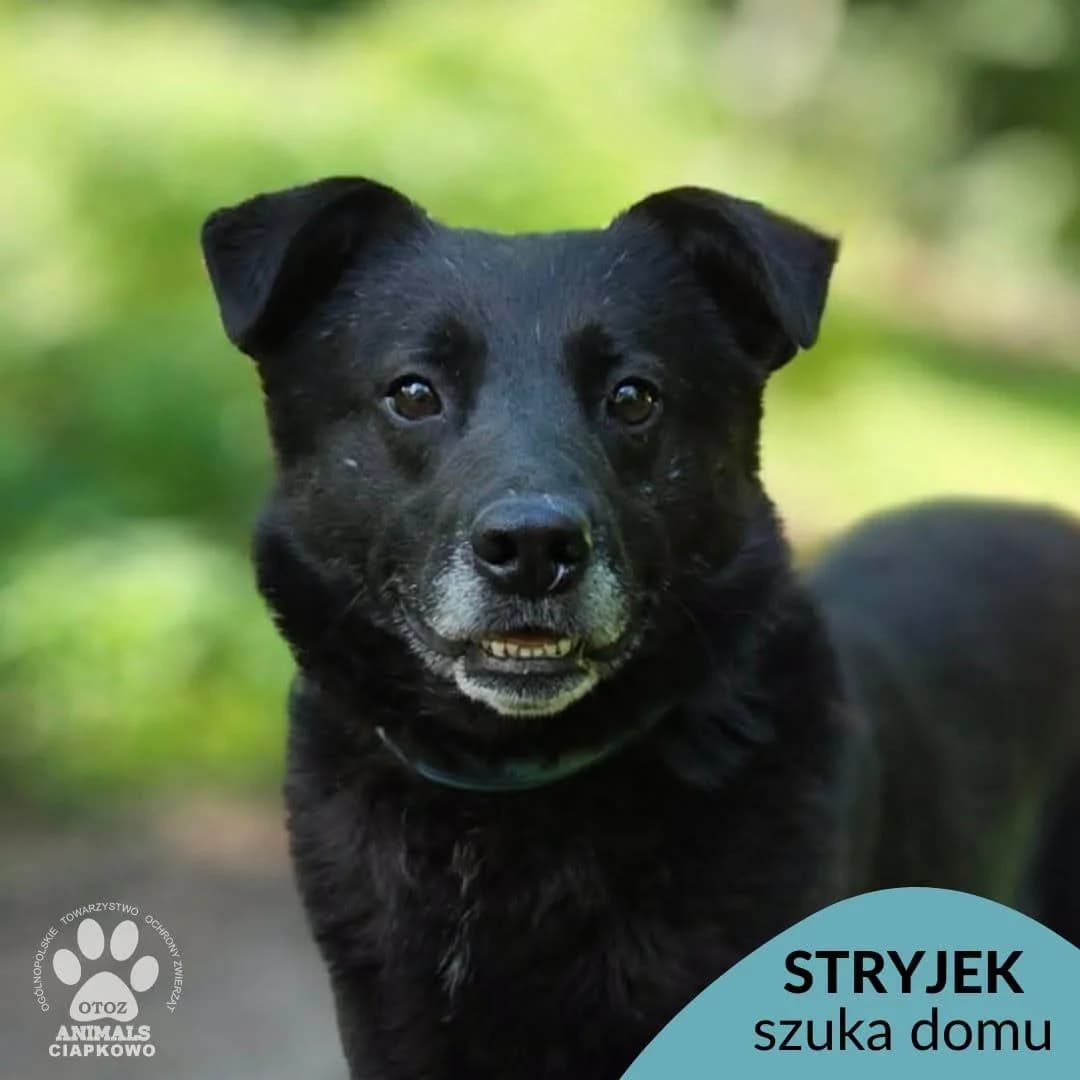 Stryjek, male 6yo Mixed Breed for adoption at Schronisko Ciapkowo Gdynia