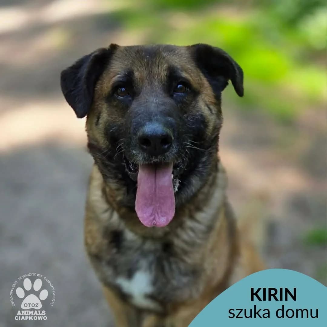 Kirin, male senior mixed breed for adoption at Schronisko Ciapkowo Gdynia