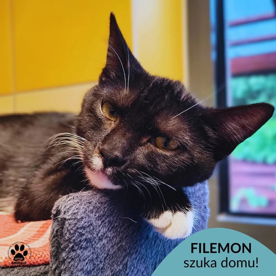 Filemon, male 5yo Mixed Breed for adoption at Schronisko Ciapkowo Gdynia