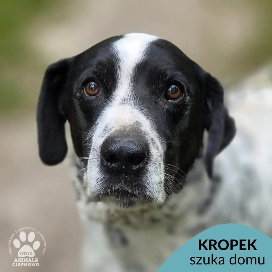 Kropek, male senior mixed breed for adoption at Schronisko Ciapkowo Gdynia
