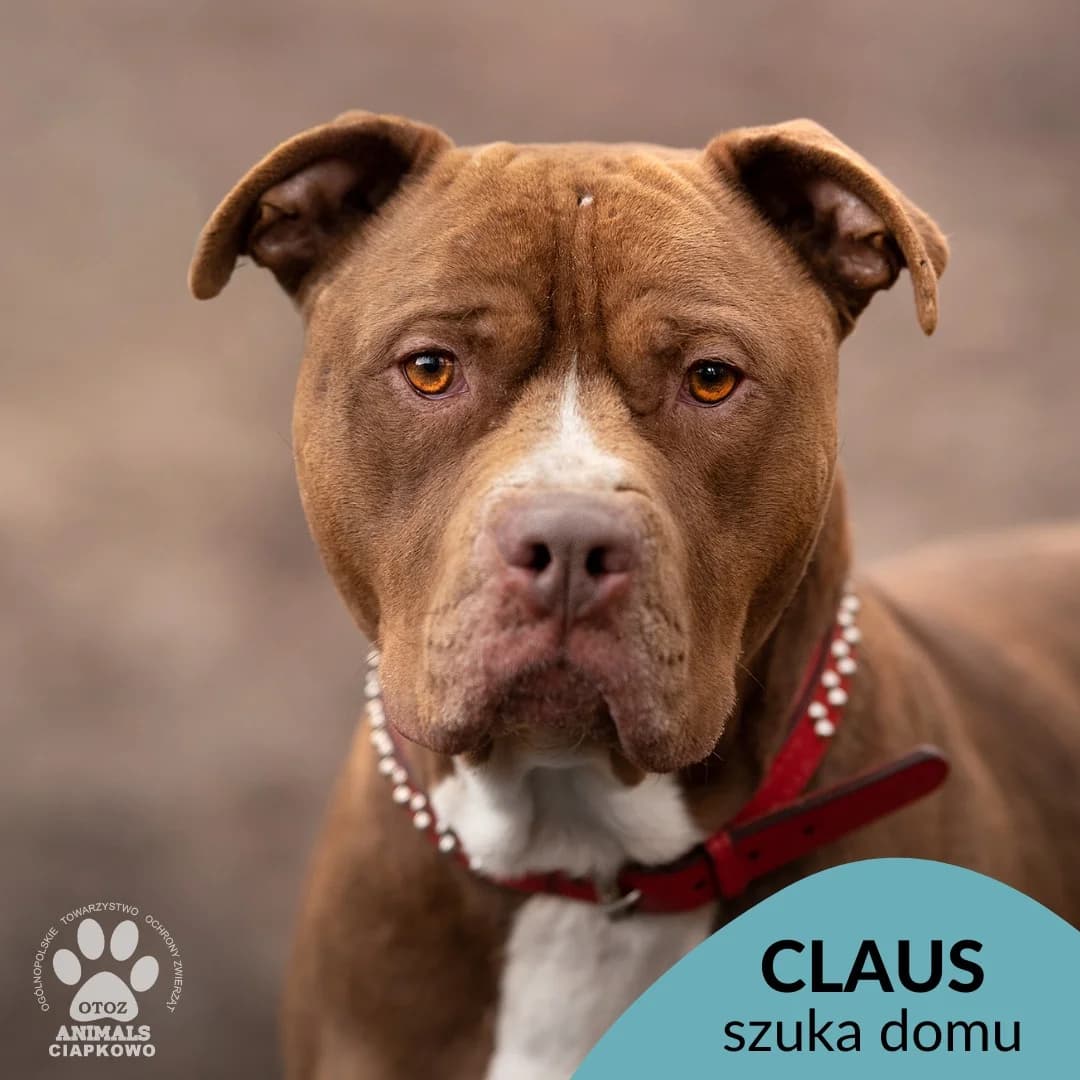 Claus, male senior Pit Bull Terrier for adoption at Schronisko Ciapkowo Gdynia