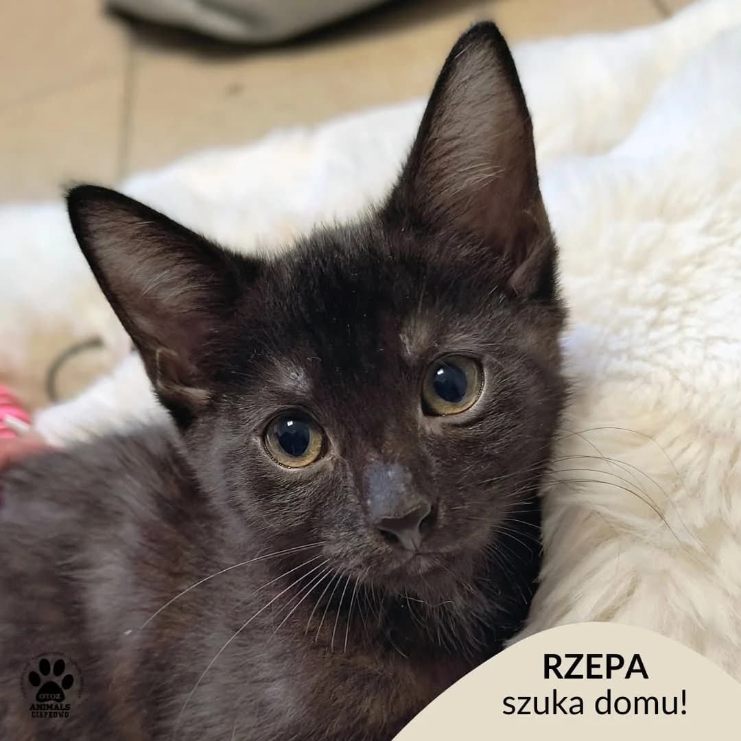 Rzepa, female senior Mixed Breed for adoption at Schronisko Ciapkowo Gdynia