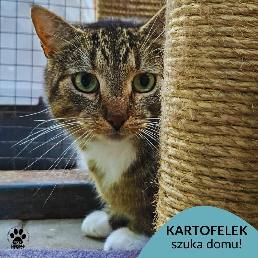 Kartofelek, male 3yo Mixed Breed for adoption at Schronisko Ciapkowo Gdynia