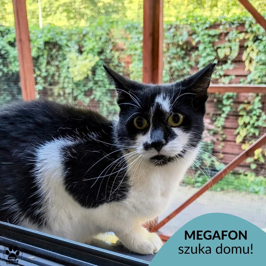 Megafon, male 4yo Mixed Breed for adoption at Schronisko Ciapkowo Gdynia
