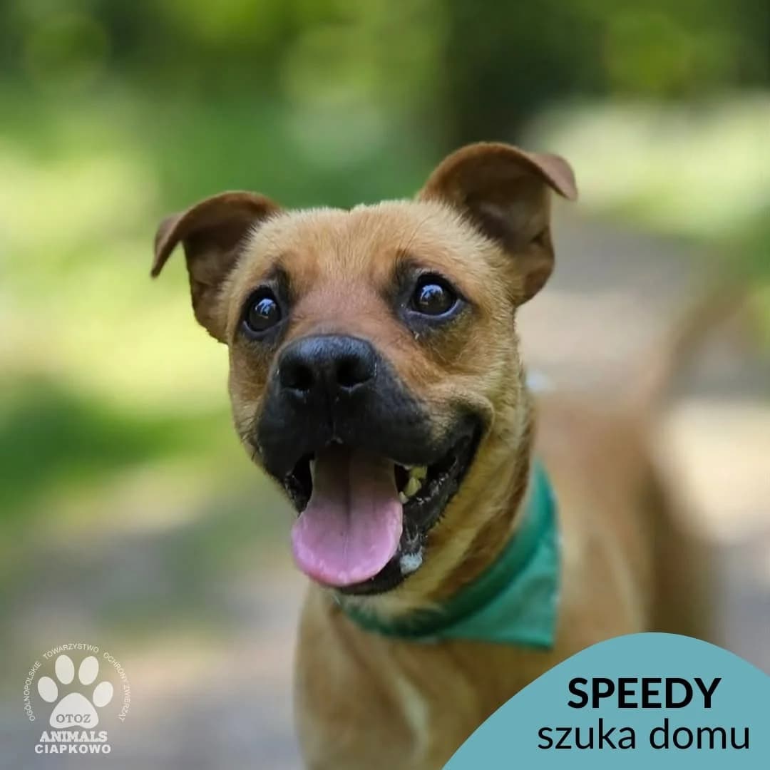 Speedy, male young mixed breed for adoption at Schronisko Ciapkowo Gdynia