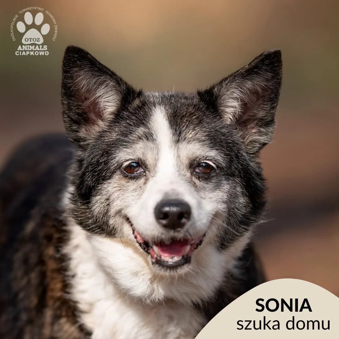 Sonia, female senior mixed breed for adoption at Schronisko Ciapkowo Gdynia